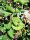 Jelängerjelieber / Geißschlinge Dropmore Scarlet (Lonicera brownii)