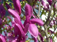 Magnolia liliiflora Nigra - (Purpur-Magnolie Nigra)