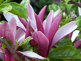 Magnolia liliiflora Susan - (Purpur-Magnolie Susan)