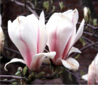 Magnolia soulangiana - (Tulpen-Magnolie)