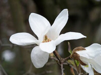 Magnolia stellata - (Sternmagnolie)