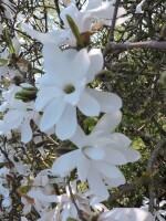Magnolia stellata - (Sternmagnolie)