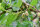 weiße Maulbeere (Morus alba)
