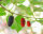 schwarze Maulbeere (Morus nigra)