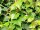 Parthenocissus tricuspidata Veitchii - (Selbstklimmer Wein Veitchii)