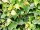 Parthenocissus tricuspidata Veitchii - (Selbstklimmer Wein Veitchii)