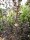 Blasenspiere Diabolo (Physocarpus opulifolius Diabolo)