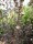 Blasenspiere Diabolo (Physocarpus opulifolius)
