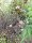 Blasenspiere Diabolo (Physocarpus opulifolius)