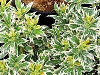 Pieris japonica Variegata - (Weißbuntes...