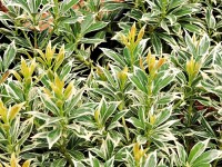 Pieris japonica Variegata - (Weißbuntes...