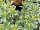 Pieris japonica Variegata - (Weißbuntes Schattenglöckchen Variegata)