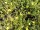Fingerstrauch fruticosa Goldfinger (Potentilla fruticosa)