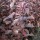 Prunus cistena - (Zwergblutpflaume)