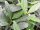 Kirschlorbeer Herbergii´- (Prunus laurocerasus Herbergii)