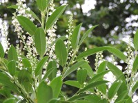 Kirschlorbeer Mount Vernon (Prunus laurocerasus)