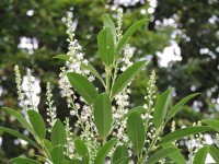 Kirschlorbeer Novita (Prunus lauroc.)