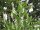 Kirschlorbeer Novita - (Prunus lauroc. Novita)