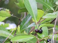 Kirschlorbeer Rotundifolia (Prunus lauroc. Rotundifolia)