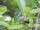 Kirschlorbeer Rotundifolia (Prunus laurocerasus)