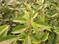 Portugiesische Lorbeerkirsche (Prunus lusitanica Angustifolia)