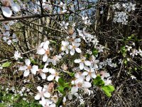 Schlehe / Schwarzdorn / Schlehdorn (Prunus spinosa)
