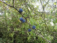 Schlehe / Schwarzdorn / Schlehdorn (Prunus spinosa)