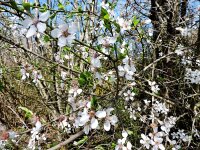 Schlehe / Schwarzdorn - (Prunus spinosa - Schlehdorn)