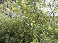 Schlehe / Schwarzdorn (Prunus spinosa)