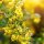 Ribes aureum (Gold-Johannisbeere)