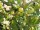 Stachelbeere Hinnonmäki gelb (Ribes uva-crispa)