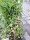 Stachelbeere Hinnonmäki grün (Ribes uva-crispa)