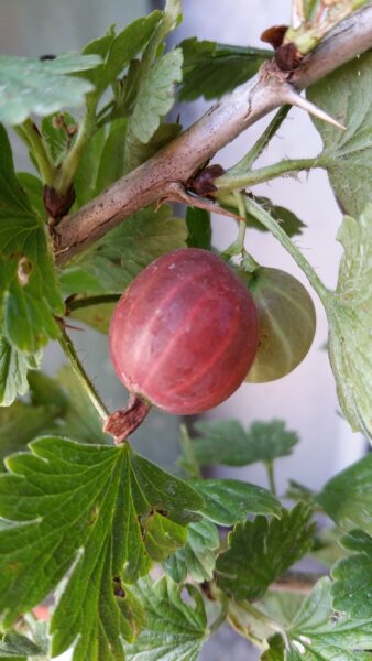 Stachelbeere Hinnonmäki rot (Ribes uva-crispa)
