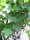 Ribes nigrum Ben Sarek  (schwarze Johannisbeere)