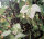 schwarze Johannisbeere Ben Sarek (Ribes nigrum)