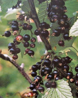 Ribes nigrum Titania (schwarze Johannisbeere)
