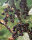 schwarze Johannisbeere Titania (ribes nigrum)