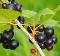 Ribes nigrum Tsema (schwarze Johannisbeere)