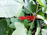 rote Johannisbeere Red Lake (Ribes rubrum)