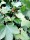 Johannisbeere Rovada (Ribes rubrum)