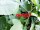rote Johannisbeere Rovada (Ribes rubrum)
