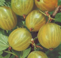 Ribes uva-crispa Invicta (grüne Stachelbeere)