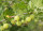 grüne Stachelbeere Karlin (ribes uva-crispa)