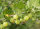 grüne Stachelbeere Mucurines (Ribes uva-crispa)