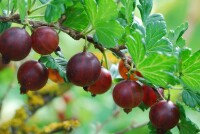Ribes uva-crispa Redeva (rote Stachelbeere)