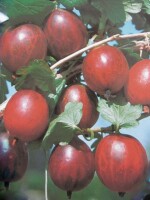 Ribes uva-crispa Redeva (rote Stachelbeere)