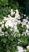 Vielblütige Rose / Büschelrose - (Rosa multiflora)