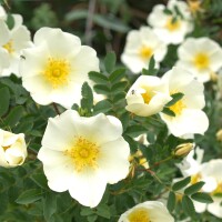 Bibernellrose / Dünenrose (Rosa pimpinellifolia)