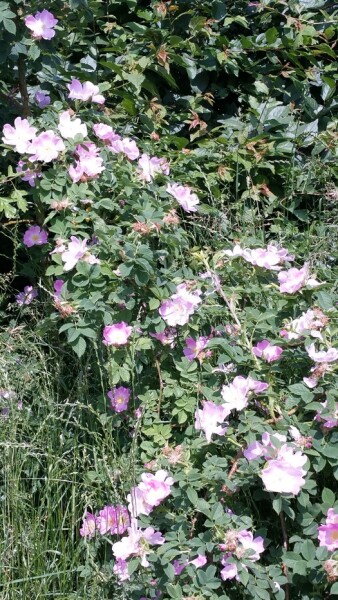 Weinrose / Schottische Zaunrose (Rosa rubiginosa)