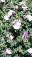 Weinrose / Schottische Zaunrose (Rosa rubiginosa)
